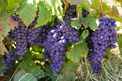 Виноград в Восточной Сибири | Пикабу