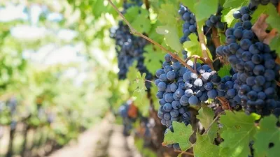 Где лучше посадить виноград на участке? | ВКонтакте