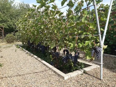 Файл:Амурский виноград на даче.JPG — Википедия