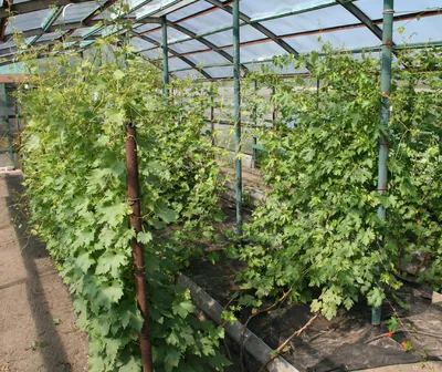 Белая дача» купила земли под виноградники на Кубани – Агроинвестор