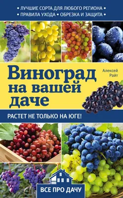 Виноград, саженцы винограда для дачи и сада Пчелка Садовод 148274009 купить  в интернет-магазине Wildberries