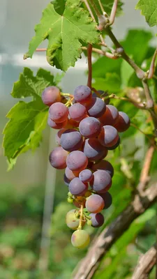 Статья: Посадка винограда - подробное описание процесса посадки винограда