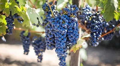 Куда посадить виноград на даче (38 фото) » НА ДАЧЕ ФОТО