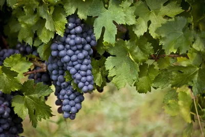 Как посадить виноград весной черенками: правила посадки и выращивания |  ivd.ru