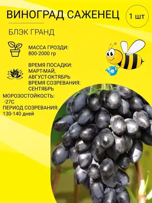 Морозостойкие сорта винограда купить в питомнике | Доставка по России
