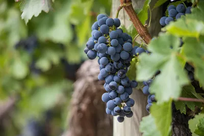 Девичий виноград можно успешно использовать при декорировании дачного  участка