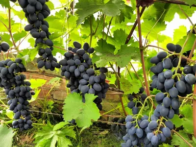 Как вырастить виноград на своем участке: правила и советы – блог  интернет-магазина Порядок.ру