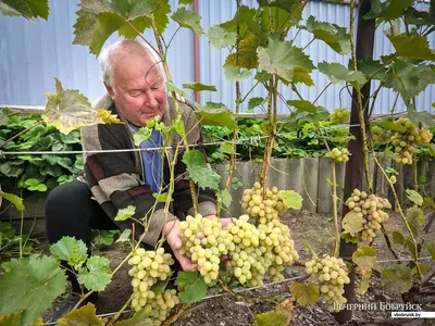 Виноград зиме не рад: когда ростовчанам укрывать растения перед холодами