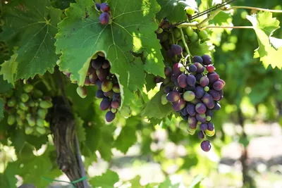 Виноград, саженцы винограда для дачи и сада Пчелка Садовод 148274011 купить  в интернет-магазине Wildberries