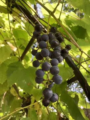 У бабушки растет на даче виноград» — создано в Шедевруме