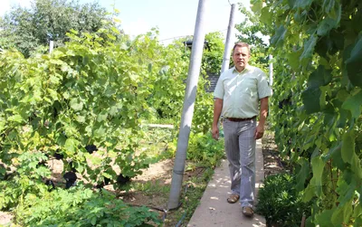 Если бы я сидел дома без дела, умер бы уже давно». 80-летний бобруйчанин  развел на своем огороде 17 сортов винограда | bobruisk.ru
