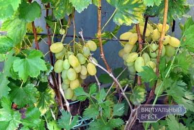Виноград на огороде (65 фото) » НА ДАЧЕ ФОТО