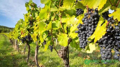 Блог про виноград Киушкина Николая: Лучшие сорта и гф винограда для дачного  участка на данный момент