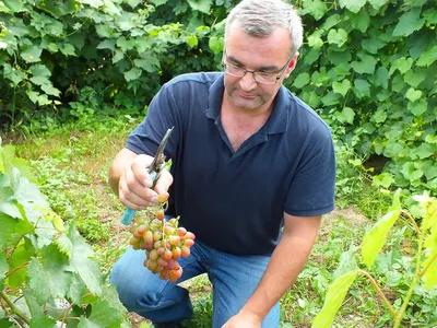 Когда сажать виноград 2023 посадка саженцами или черенками в открытый грунт
