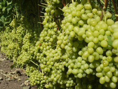 Виноград Настя: описание сорта с характеристикой и отзывами, особенности  посадки и выращивания, фото