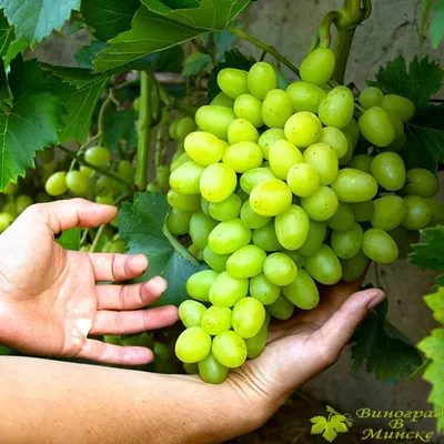 Аркадия виноград, купить черенки и саженцы винограда Аркадия в Минске по  доступным ценам