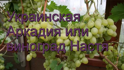 Виноград Настя - описание и уход, сорт Настя - особенности вида