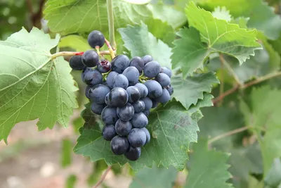 Аркадия виноград, купить черенки и саженцы винограда Аркадия в Минске по  доступным ценам