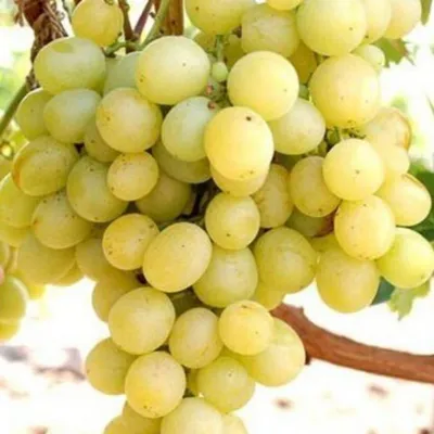 Саженцы винограда Восторг Беларусь доставка почтой, низкая цена
