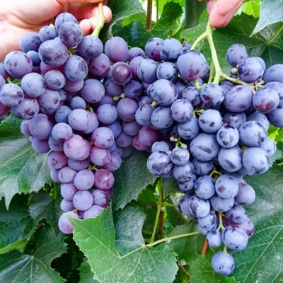 Виноград плодовый Аркадия с доставкой! 🌱 [752662]