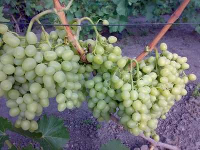 Виноград Восторг. Саженцы винограда в Зеленом Посаде