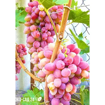 Купить виноград Наталья Ростова (лоза, черенки)