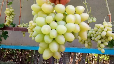 Супер урожайный виноград Настя - YouTube