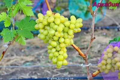 Виноград плодовый Аркадия (Настя) d13/17 см купить недорого в  интернет-магазине товаров для сада Бауцентр