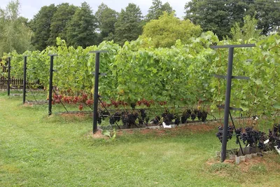 Более ста сортов винограда выращивает Руслан Нестерук на даче в Горно —  ПРАЦА