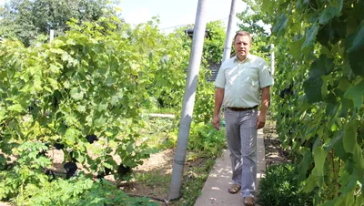 Белая дача» купила земли под виноградники на Кубани – Агроинвестор