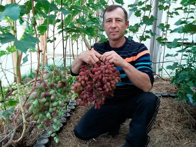 Как вырастить виноград у себя на даче