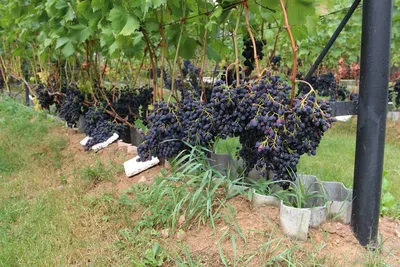Как вырастить виноград в своем саду? Раскрываем все секреты | Огород Мечты  | Дзен