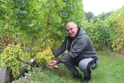 Идеи для винограда на даче (39 фото) » НА ДАЧЕ ФОТО
