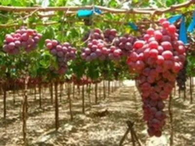 Более ста сортов винограда выращивает зельвенец Руслан Нестерук на своей  даче