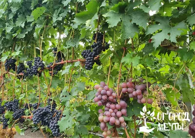 От того, что будет расти рядом с виноградом, зависит урожайность винной  ягоды