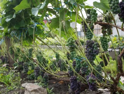 Шпалера для винограда своими руками на даче, фото