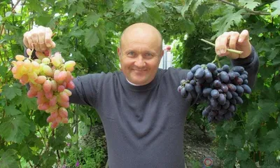 Виноград на даче - 71 фото