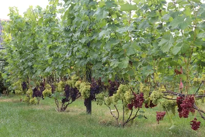 Александр Смирнов из Браслава с 17 лет занимается выращиванием винограда