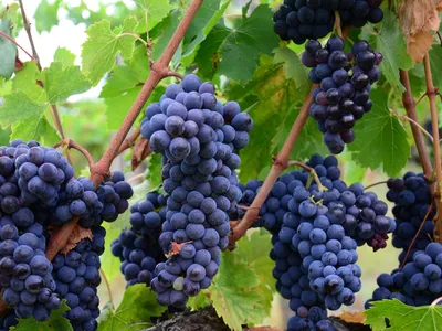 Красивые виноградники на даче (47 фото) » НА ДАЧЕ ФОТО