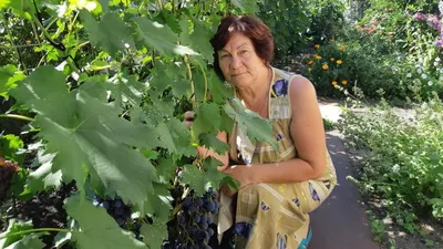 Если бы я сидел дома без дела, умер бы уже давно». 80-летний бобруйчанин  развел на своем огороде 17 сортов винограда | bobruisk.ru