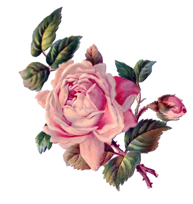 Vintage flowers. Винтажные цветы. PNG. | Винтажные цветы, Цветы