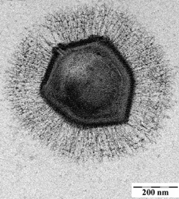 3d Иллюстрация Вируса — стоковые фотографии и другие картинки Вирус - Вирус,  Клетка - часть организма, Бактерия - iStock