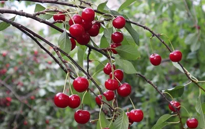 Вишня войлочная посадка и уход, полезные свойства | GreenMarket