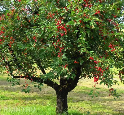 Красивое фото вишни обыкновенной в PNG формате