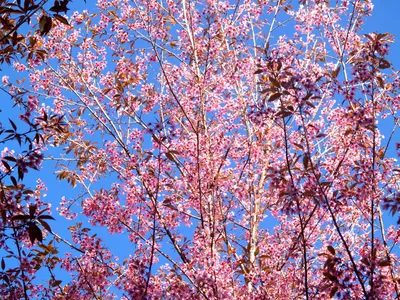Красивая картинка вишни обыкновенной на фоне рассвета