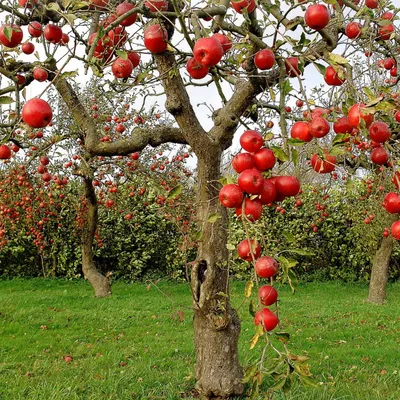 Изображение вишни сахалинской: красота природы в вашем компьютере