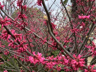 Картинка вишни сахалинской: прекрасное дополнение к вашей коллекции фотографий