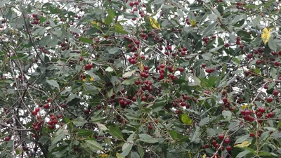 Изображение вишни сахалинской: прекрасное дополнение к вашему сайту