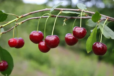 Изображение вишни сахалинской: красота природы в формате JPG