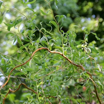 Фото вишни сахалинской: прекрасный подарок для любителей природы